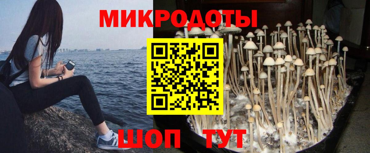 Галлюциногенные грибы Psilocybine cubensis Аргун